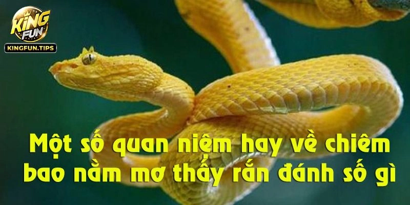Nằm mơ thấy rắn nên đánh số gì để thử vận may?